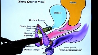 Compilation Of Male And Female Orgasms